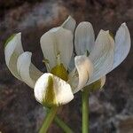 Ornithogalum balansae Virág