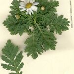 Argyranthemum broussonetii Други