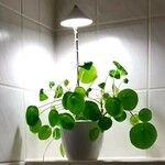 Pilea peperomioides Leaf