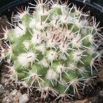 Mammillaria voburnensis Habit