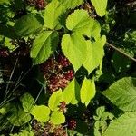 Aralia racemosa Levél