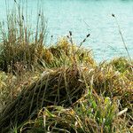 Carex pendula Feuille