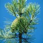 Pinus attenuata Агульны выгляд