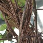 Aristolochia littoralis Bark