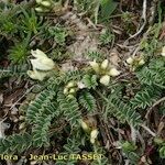 Astragalus depressus Costuma