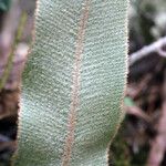 Elaphoglossum lancifolium