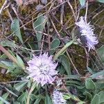 Globularia vulgaris 花