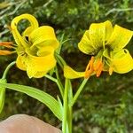 Lilium pyrenaicum Kvet