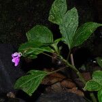 Impatiens filicornu Pokrój