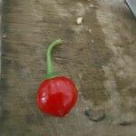 Capsicum chinense Fruto