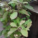 Callicarpa bodinieri Характер