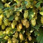 Humulus lupulus花