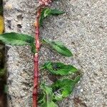 Persicaria lapathifolia Квітка