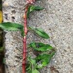 Persicaria lapathifolia Fula