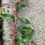 Persicaria lapathifolia 花