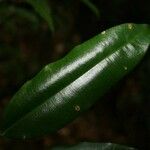 Qualea rosea Hoja