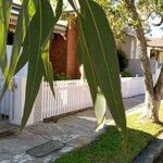 Eucalyptus globulus Feuille