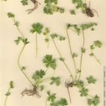 Alchemilla pentaphyllea Övriga