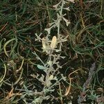 Atriplex pedunculata Diğer