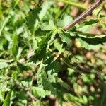 Commiphora schimperi Кора