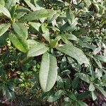 Rhododendron canadense Hoja