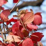 Viburnum plicatum Deilen