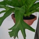 Asplenium antiquum Leaf