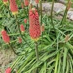 Kniphofia uvariaKwiat