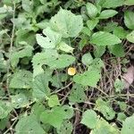 Sida cordata Floare