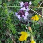 Thymus pulegioidesFlors