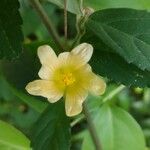 Sida rhombifolia Blüte