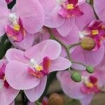 Phalaenopsis spp. Altro