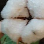 Gossypium herbaceum Mbuma