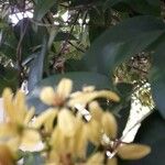 Tristellateia australasiae 花