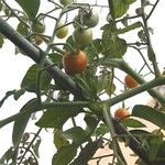 Solanum pimpinellifoliumFruit