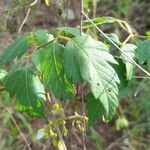 Cardiospermum grandiflorum Leaf