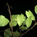 Trymatococcus amazonicus Leaf