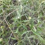Clematis campestris Hoja