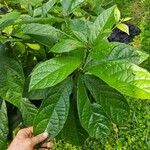 Cordia alliodora Feuille