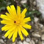 Scorzoneroides pyrenaica Flor