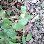 Verbascum thapsus Fulla