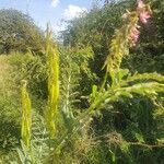 Astragalus atropilosulus Фрукт