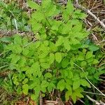 Lonicera nigra Habit