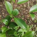 Eugenia axillaris Leaf