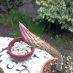 Echinopsis oxygona Flor