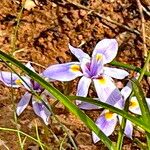 Moraea setifolia Flor