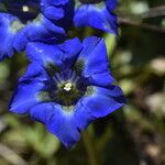 Gentiana angustifolia Floare