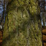 Larix sibirica Rinde