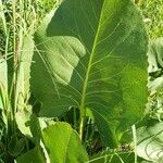 Silphium terebinthinaceum Lapas