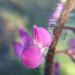Lupinus hirsutissimus Floare
